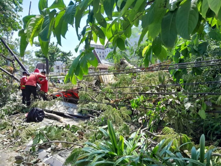 Sebuah pohon sengon setinggi 25 meter di Jalan Tut Harsono, Kota Yogyakarta, tumbang menimpa warung penjual nangka akibat angin kencang pada Sabtu (24/1/2026).