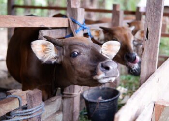 Ilustrasi politik dagang sapi