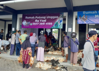 Aktivitas jual beli ayam hidup di Pasar Terban mengalami peningkatan jelang lebaran, Rabu (18/3/2026)