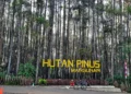 Destinasi wisata Hutan Pinus Mangunan menjadi satu di antara destinasi wisata hits yang cocok untuk mengisi waktu libur lebaran di Yogyakarta
