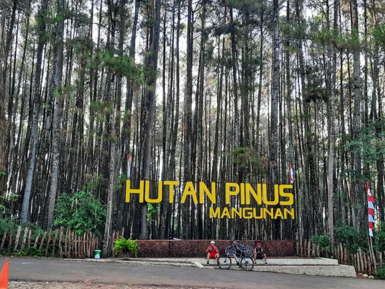 Destinasi wisata Hutan Pinus Mangunan menjadi satu di antara destinasi wisata hits yang cocok untuk mengisi waktu libur lebaran di Yogyakarta