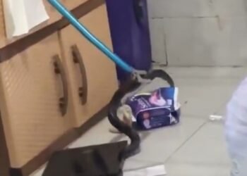 Tangkapan layar sebuah gambar yang menunjukkan seekor ular kobra masuk di sebuah kos-kosan di Ngaglik, Sleman, Kamis (16/4/2026).