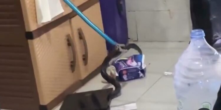 Tangkapan layar sebuah gambar yang menunjukkan seekor ular kobra masuk di sebuah kos-kosan di Ngaglik, Sleman, Kamis (16/4/2026).