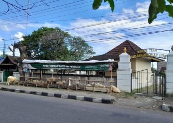 Unik! Penjual Hewan Kurban Dadakan di Yogyakarta, Buka Lapak di Kompleks Makam