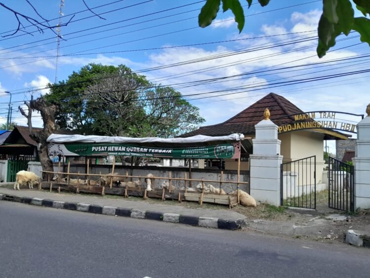 Unik! Penjual Hewan Kurban Dadakan di Yogyakarta, Buka Lapak di Kompleks Makam