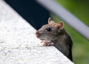 hewan pengerat tikus menjadi satu di antara yang menyebabkan penyebaran penyakit hantavirus. Saat ini penyakit tersebut telah memasuki wilayah Kota Yogyakarta