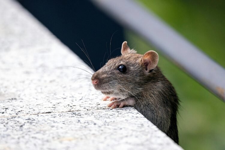 hewan pengerat tikus menjadi satu di antara yang menyebabkan penyebaran penyakit hantavirus. Saat ini penyakit tersebut telah memasuki wilayah Kota Yogyakarta