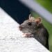 hewan pengerat tikus menjadi satu di antara yang menyebabkan penyebaran penyakit hantavirus. Saat ini penyakit tersebut telah memasuki wilayah Kota Yogyakarta