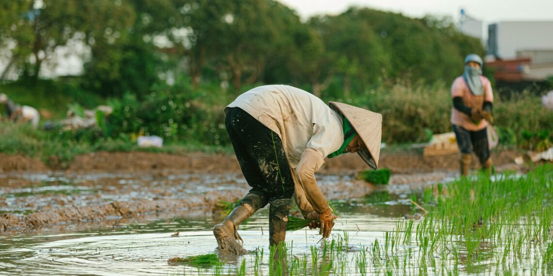 Ilustrasi petani