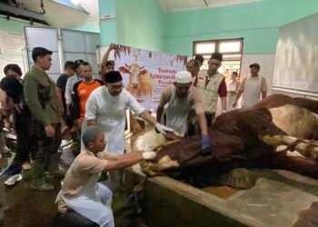 Wali Kota Yogyakarta Hasto Wardoyo menyaksikkan penyembelihan sapi kurban dari Presiden Prabowo untuk warga di kawasan Sungai Code, Rabu (27/5/2026)