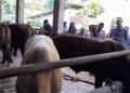 Wakil Wali Kota Yogyakarta, Waean Harmawan, dan jajarannya saat memantau stok hewan kurban di UD Seger Farm Pakuncen, Kota Yogyakarta, Jumat (8/5/2026).
