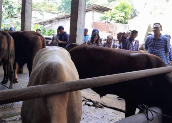 Wakil Wali Kota Yogyakarta, Waean Harmawan, dan jajarannya saat memantau stok hewan kurban di UD Seger Farm Pakuncen, Kota Yogyakarta, Jumat (8/5/2026).