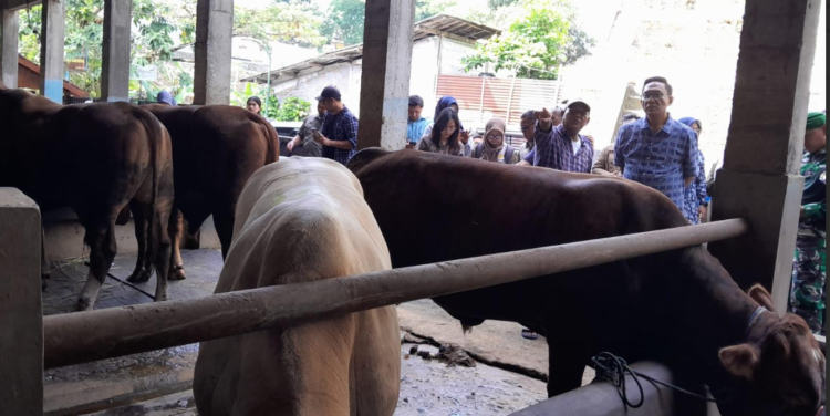 Wakil Wali Kota Yogyakarta, Waean Harmawan, dan jajarannya saat memantau stok hewan kurban di UD Seger Farm Pakuncen, Kota Yogyakarta, Jumat (8/5/2026).