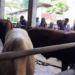 Wakil Wali Kota Yogyakarta, Waean Harmawan, dan jajarannya saat memantau stok hewan kurban di UD Seger Farm Pakuncen, Kota Yogyakarta, Jumat (8/5/2026).