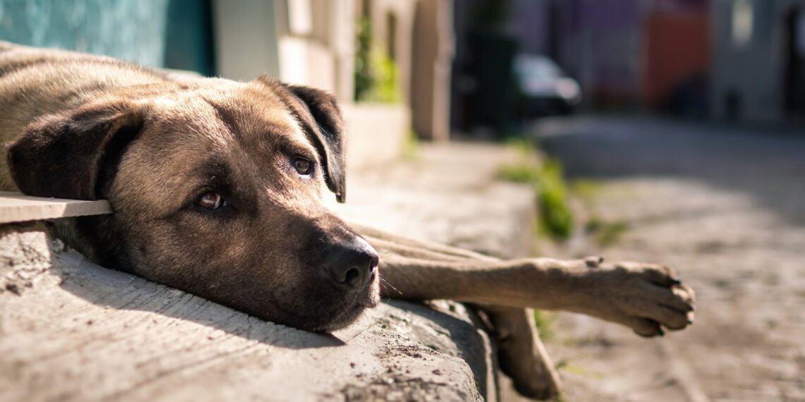 Ilustrasi anjing jalanan.