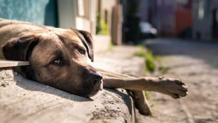 Ilustrasi anjing jalanan.