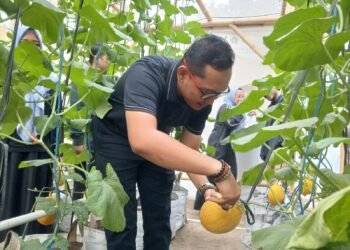 Keberhasilan KWT Anyelir Panen Melon Jadi Bukti Efektivitas Pendampingan Warga