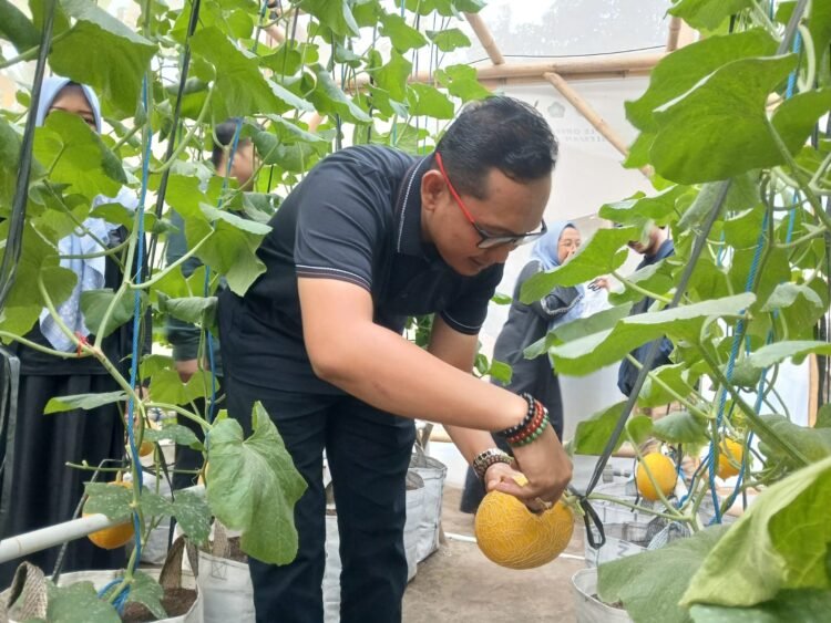 Keberhasilan KWT Anyelir Panen Melon Jadi Bukti Efektivitas Pendampingan Warga