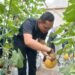 Keberhasilan KWT Anyelir Panen Melon Jadi Bukti Efektivitas Pendampingan Warga