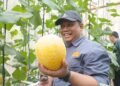 Tingkat Keberhasilan Panen Melon Premium 97%