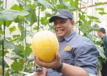 Tingkat Keberhasilan Panen Melon Premium 97%