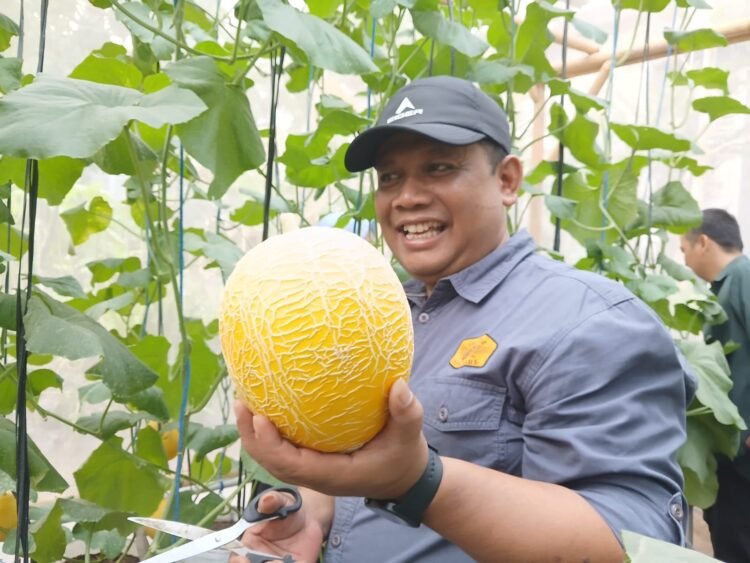 Tingkat Keberhasilan Panen Melon Premium 97%
